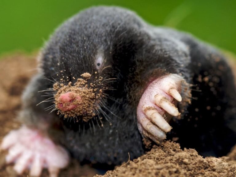 I’ve learnt to love moles (Feb21)