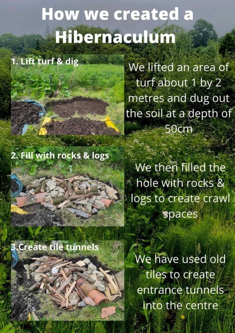 Our Hibernaculum at Hooke (May22) Julia Hailes MBE